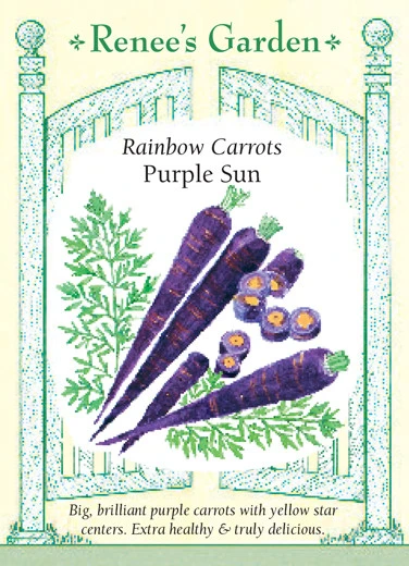 RG Carrot Purple Sun